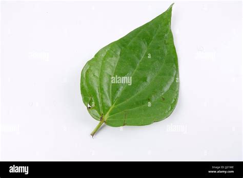 Betel Leaf Of Indian Subcontinent Stock Photo Alamy