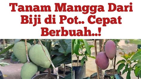 Cara Menanam Mangga Agar Berbuah Lebat Cara Menanam Mangga Agar Cepat Berbuah Tabulampot