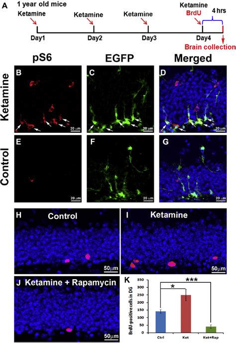 Treatment With Ketamine Activates Mtor Signaling And Stimulates