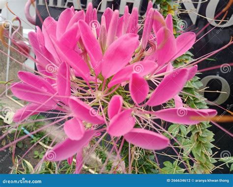 Splinter Splinter Guava Spider Flower Stock Photo Image Of