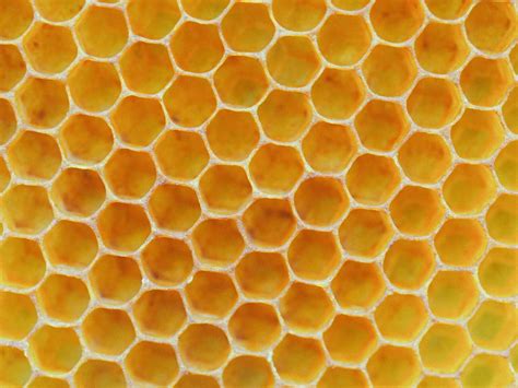 Why Do Honeycombs Look That Way Beekeeping Learning Center Dadant