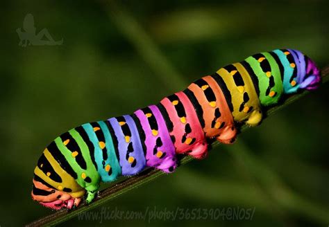 Rainbow Caterpillar Beautiful Bugs