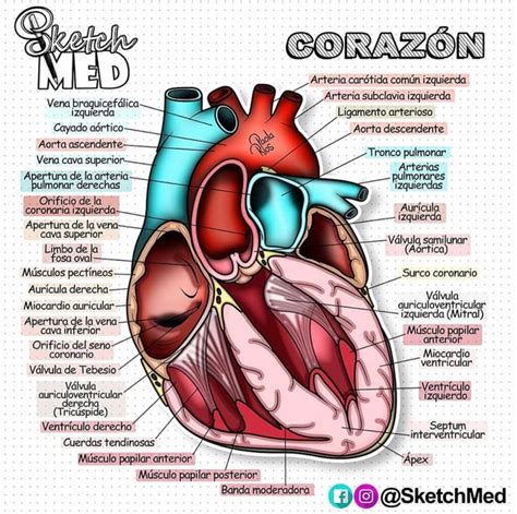 The Anatomy Of The Heart And Its Major Vessels Labeled In Latina