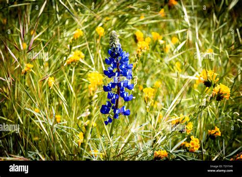 Purple Lupin Flower Stock Photo - Alamy