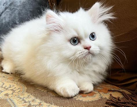 White Persian Kittens