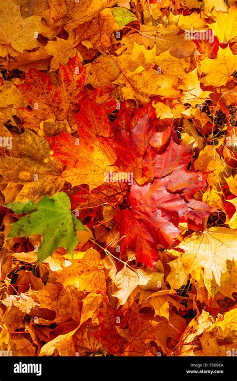 Background Of Red Autumn Leaves On Forest Floor Stock Photo Alamy