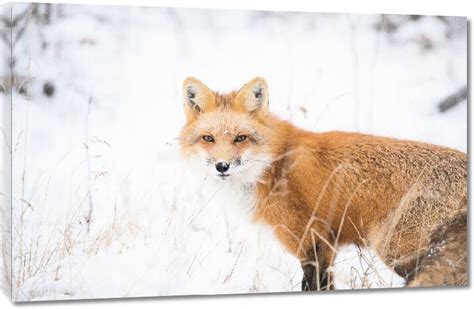 Toiles imprimées Photo d un Renard sous la neige acheter Toiles