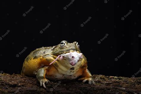 Premium Photo | African bullfrog eating a mice