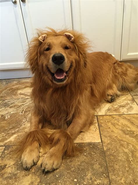 Jarvis The Golden Wearing His Lion Costume From Target Lion Costume