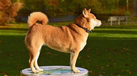 Shiba Inu Grooming: Bathing, Shedding, And Why They Don't Need Trims