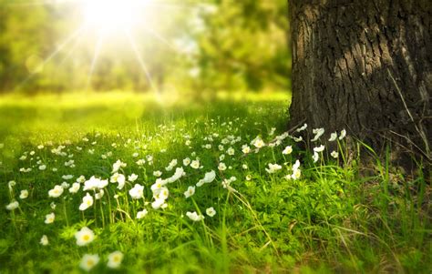 Fotos gratis árbol naturaleza bosque césped ligero planta campo