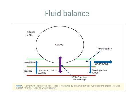 Anatomy and Physiology of Lung Interstitium | PPT