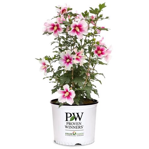 Proven Winners Gal Paraplu Pink Ink Rose Of Sharon Hibiscus Shrub