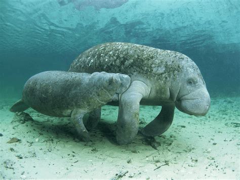 Manatees Wallpapers Wallpaper Cave