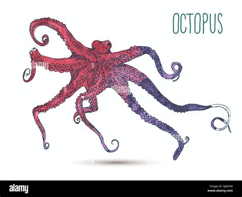 Vector Illustration With Octopus Stock Vector Image Art Alamy