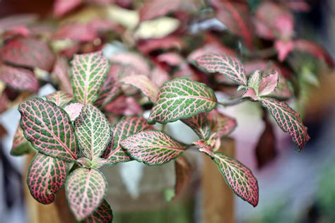 11 Colourful Indoor Plants To Brighten Up Your Home