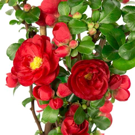 Buy Flowering Quince Chaenomeles Speciosa Scarlet Storm Pbr £2999