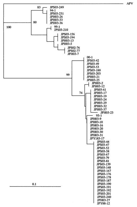 Phylogenetic analysis of hMPV fusion nucleotide sequences. A tree was ...