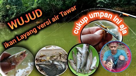 Mancing Ikan Tersombongg Di Dunia Gak Mau Makan Umpan Kalau Bukan