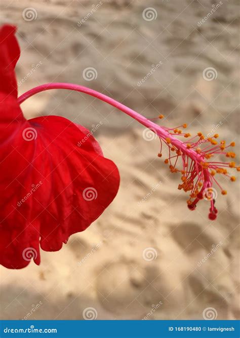 Shoeblackplant Red Flower Close Up Photo Stock Photo Image Of