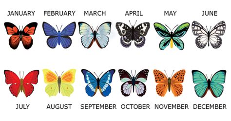 Find Out What Your Birth Month Butterfly Reveals About You Birth