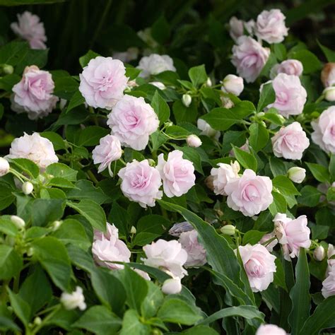 Impatiens Walleriana Glimmer Appleblossom White Flower Farm