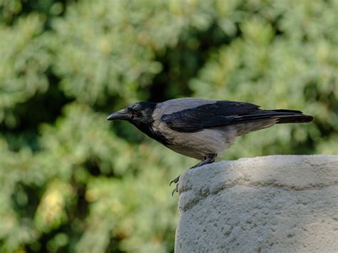 Spiritual Meaning of Hearing Raven Sounds: It's Good Luck?