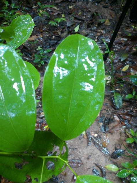 Abuta Grandifolia Mart Sandwith Flora Mundial Pl Ntnet Identify