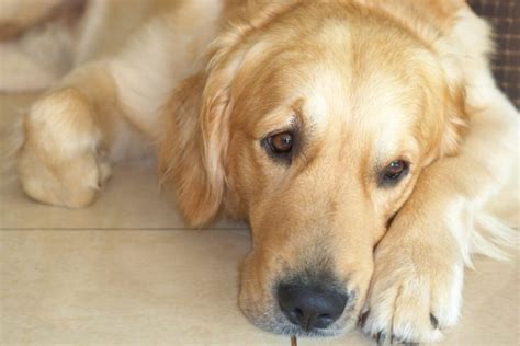 5 razas de perro ideales para familias con niños Planeta Perro