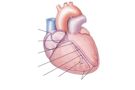 Electrical Conduction System of the Heart Diagram | Quizlet