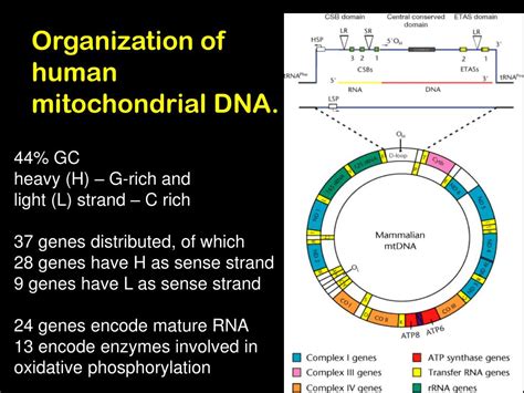 Ppt Mitochondrial Genome Powerpoint Presentation Free Download Id