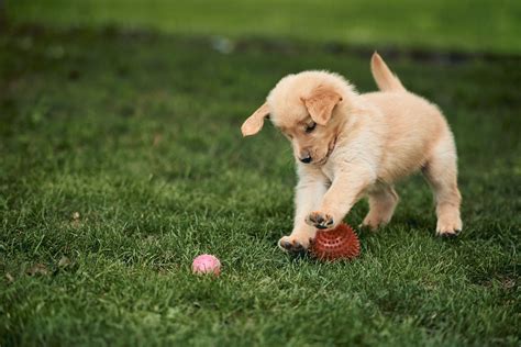 Como socializar filhote de cachorro O que você precisa saber