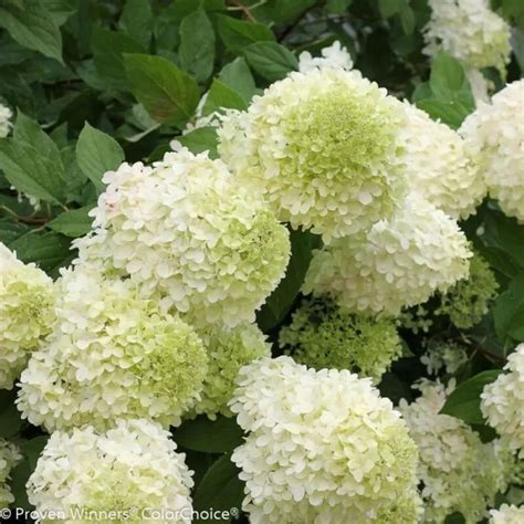 Hydrangea Paniculata Limelight Pluimhortensia Limelight Kopen