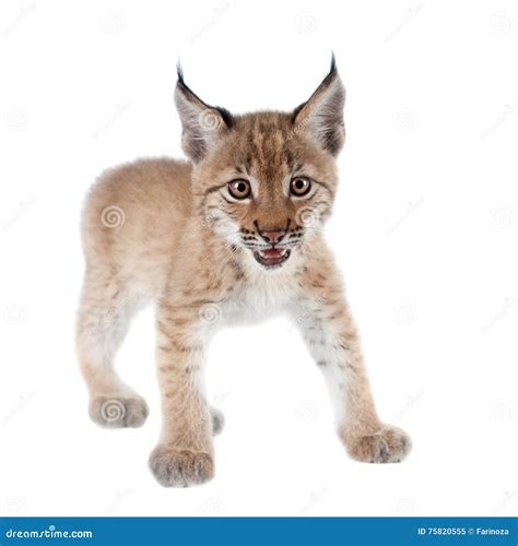 Eurasian Lynx Cub On White Stock Image Image Of Beauty 75820555