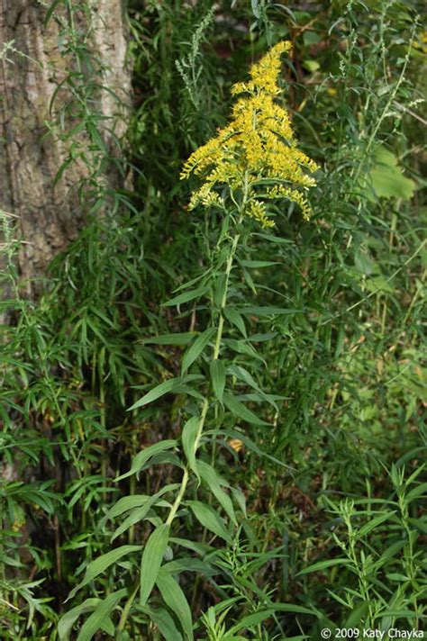 Solidago altissima (Tall Goldenrod): Minnesota Wildflowers