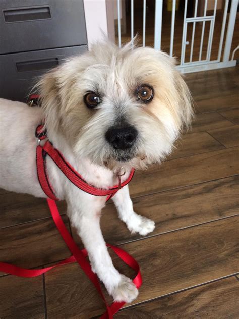 Adopt Ernie On Petfinder Lhasa Apso Adoption Animals