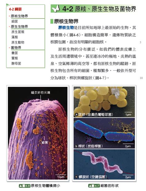 4 2 課文內容 于萱的生物筆記