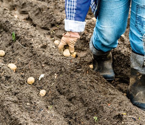 Aardappelen Kweken 5 Stappen Tot Succesvolle Oogst Tuincentrum