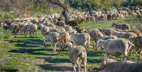 Government Loan for Sheep Farming in India | Agri Farming