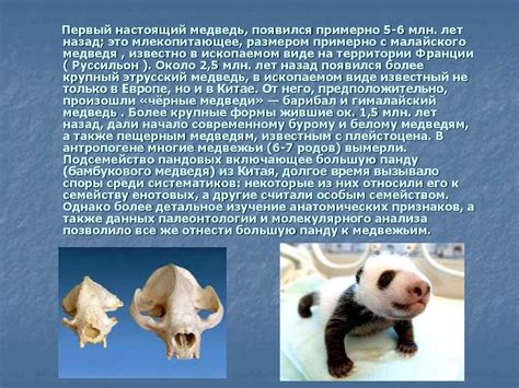 Семейство медвежьи - online presentation