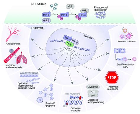 A Graphical Illustration Of Normoxia And Hypoxia Hif Is Degraded By