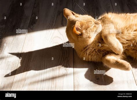 Domestic Cat Basking In The Sun Lying On The Floor Stock Photo Alamy