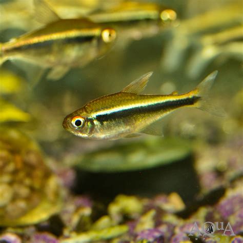 Black Neon Tetra (Hyphessobrycon herbertaxelrodi) - Aqua Imports