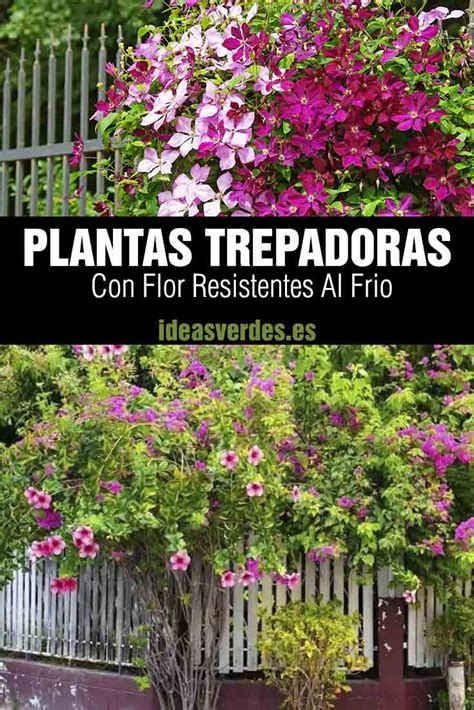 Plantas Trepadoras Con Flor Resistentes Al Fr O Gu A Completa Ideas