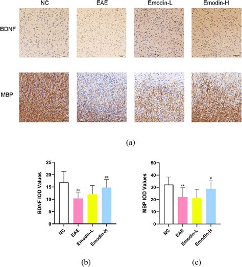 The Ihc Staining Of Mbp And Bdnf In The Brains Of Mice On Dpi Of Eae