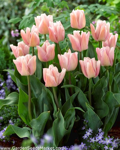 Tulipaner Rejoyce Pakke Med Stk Tulipa Rejoyce Garden Seeds