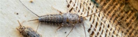 Silverfish Pest Control Infestation Treatment Get Rid Of