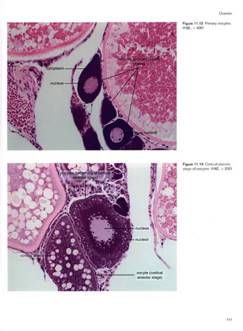 The Zebrafish Atlas Of Macroscopic And Microscopic Anatomy Nhbs