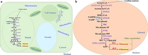 Biosynthesis Pathway For Limonene Production In Plants And The Yeast Y