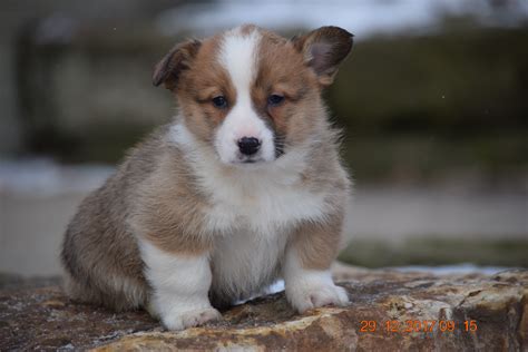 AKC Registered Pembroke Welsh Corgi Puppy For Sale Male Ronald Sugarcr